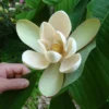 Magnolia Officinalis Biloba - Magnolia Officinal
