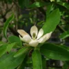Magnolia Virginiana Glauca - Magnolia De Virginie