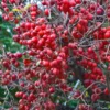 Pommier D'ornement - Malus Red Sentinel