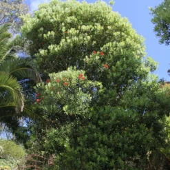 Metrosideros Mistral - Arbre De Noël De Nouvelle-Zélande