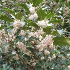 Osmanthus Heterophyllus Gulftide
