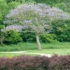 Paulownia Tomentosa Hulsdonk - Arbre Impérial
