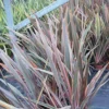 Phormium Rainbow Queen - Lin De Nouvelle-Zélande