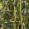 Phyllostachys Flexuosa - Bambou Moyen