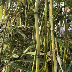 Phyllostachys Flexuosa - Bambou Moyen
