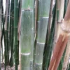 Phyllostachys Parvifolia - Bambou Géant