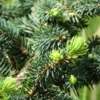 Epicea Bleu - Picea Pungens Sonia