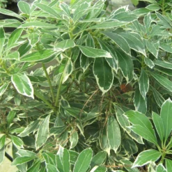 Andromède Du Japon - Pieris Japonica Ralto Rose ('Opstal10'PBR)