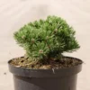 Pin De Montagne - Pinus Mugo Sherwood Compact