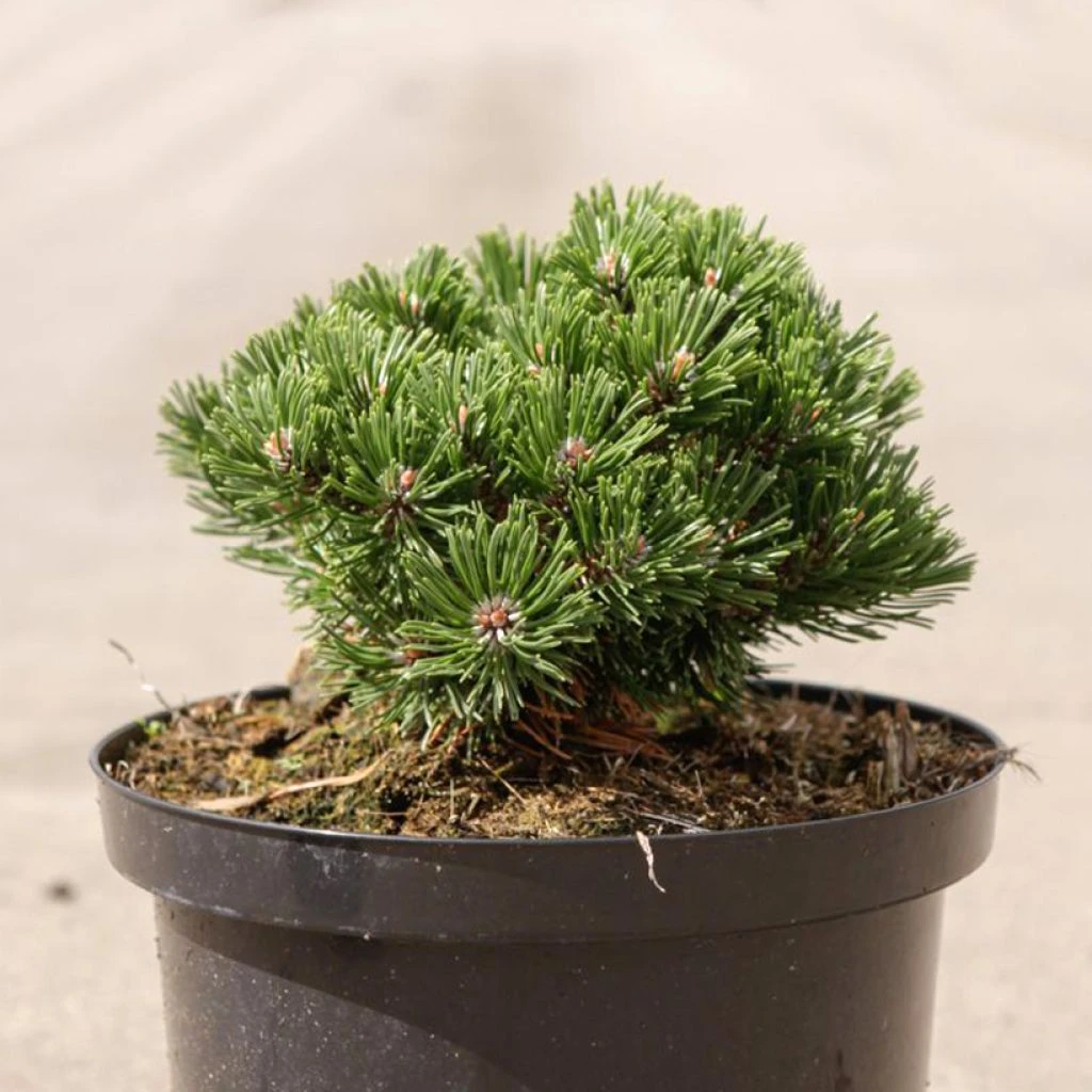 Pin De Montagne - Pinus Mugo Sherwood Compact