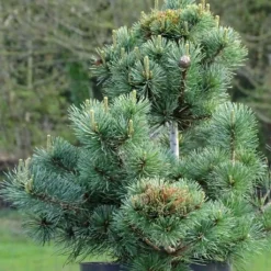 Pinus Parviflora Negishi - Pin Blanc Japonais