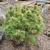 Pin Weymouth - Pinus Strobus Tiny Kurls