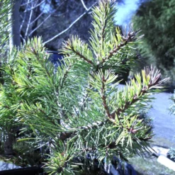 Pin Sylvestre Nain - Pinus Sylvestris Doone Valley