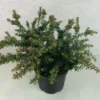 Podocarpus Lawrencii Blue Gem
