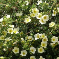 Potentille Arbustive - Potentilla Fruticosa Creamissima