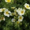 Potentilla Fruticosa Limelight- Potentille Arbustive