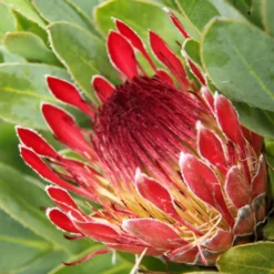 Protea Eximia - Protée à Feuilles Larges