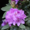 Rhododendron Catawbiense Boursault