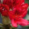Rhododendron Hybride Red Jack