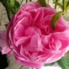 Rosier Ancien Fantin Latour