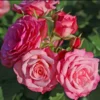 Rosier Patio Rose Xenia