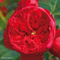 Rosier Grimpant Florentina