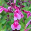 Sauge Arbustive Icing Sugar - Salvia Greggii