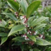 Sarcococca Orientalis - Sarcocoque D'Orient