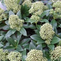 Skimmia Japonica Fragrant Cloud