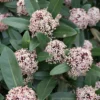 Skimmia Japonica Godrie's Dwarf - Skimmia Du Japon Nain