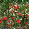 Skimmia Reevesiana