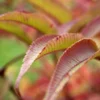 Sorbaria Tomentosa Stick & Feathers