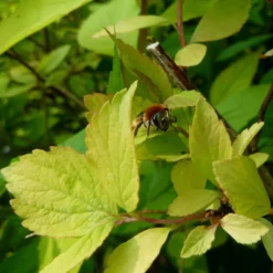 Spiraea Vanhouttei Gold Fountain - Spirée De Van Houtte Dorée