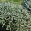 Germandrée Arbustive - Teucrium Fruticans