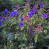 Tibouchina Urvilleana - Tibouchine D'Urville.