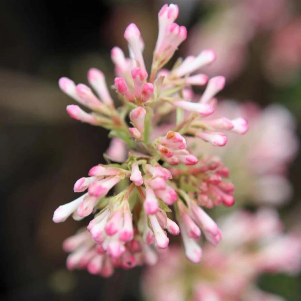 Viorne D'hiver - Viburnum Bodnantense Charles Lamont.