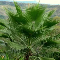 Washingtonia Robusta - Palmier Du Mexique