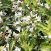 Weigela Milk And Honey