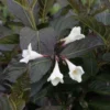 Weigela Florida Ebony And Ivory