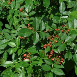 Zanthoxylum Coreanum - Poivrier Coréen