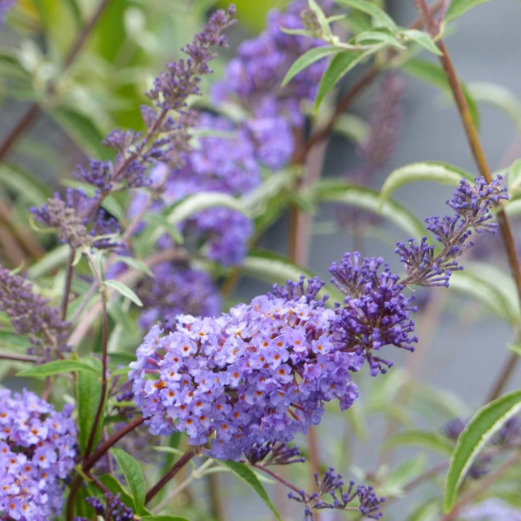 Buddleia Davidii Nanho Blue - Arbre Aux Papillons Nain