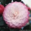 Camélia Classique - Camellia Nuccio S Pearl
