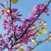 Cercis Siliquastrum - Arbre De Judée