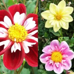 Collection Dahlias Collerette