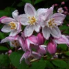 Deutzia Purpurascens Kalmiiflora - Deutzie
