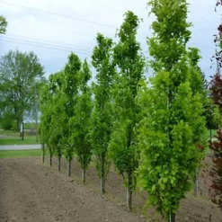 Fagus Sylvatica Dawyck - Hêtre Fastigié