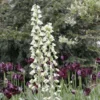 Fritillaria Persica Ivory Bells - Fritillaire De Perse