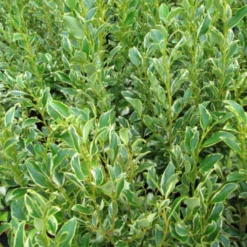 Griselinia Littoralis Green Jewel - Griseline Du Littoral