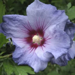 Hibiscus Syriacus Oiseau Bleu (Marina) - Althéa Bleu