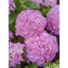 Hortensia - Hydrangea Macrophylla Big Data Pink